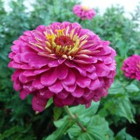 Цветок  Цинии :: Валентин Семчишин