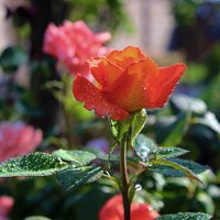 .... :: Николай 