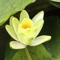 Кувшинка :: Татьяна Михайлова