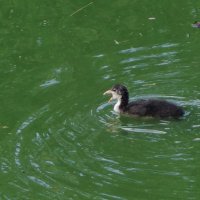 Лысушонок :: Рита Симонова