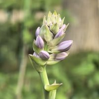 Цветок :: Татьяна Михайлова