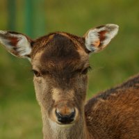 Модель 2 :: Роман Д