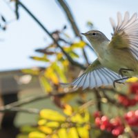 Пеночка теньковка. :: Владимир Безбородов