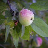 *** :: Aleksey Afonin