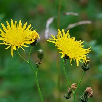 Осенние одуванчики :: Светлана Осенние одуванчики :: Светлана