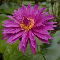 Нимфея ... :: Галина 