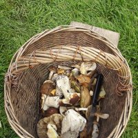 Грибочки :: Freddy 97