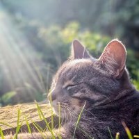 * :: Оксана Н.