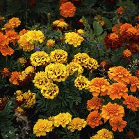 Этюд с цветами :: Владимир Кроливец