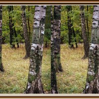 В лесопарке :: Владимир Кроливец В лесопарке :: Владимир Кроливец