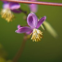 Василистник Делавея :: Иван Литвинов