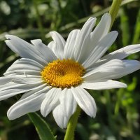 Ромашка сентября :: Валентина Богатко 