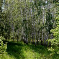 Ситец в "крапушку". :: Наталья Лунева 