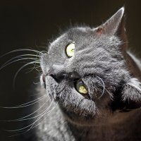 Сёма :: Михаил Бибичков Сёма :: Михаил Бибичков