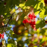 Калина :: Александр Синдерёв