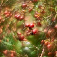 шиповник :: Александр Леонов