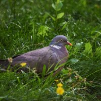 Вяхрь :: Александр Леонов