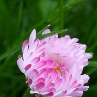 Маргаритка :: Наталия 