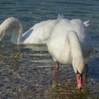 Пара лебедей :: Ольга Лебедева (Беловласова)