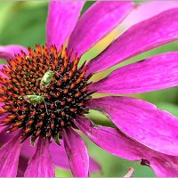 Про август... :: Aquarius - Сергей Про август... :: Aquarius - Сергей