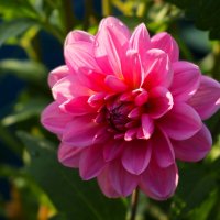 Весёлый георгин :: Юрий. Шмаков