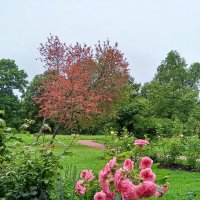 Осень :: Сапсан 