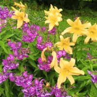 Лилейник и флокс :: Сапсан 