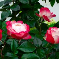 Цветут розы в сентябре. :: Милешкин Владимир Алексеевич Цветут розы в сентябре. :: Милешкин Владимир Алексеевич