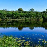 Лесное озеро. :: Милешкин Владимир Алексеевич 