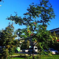 Сентябрь...,Городская рябина с красными ягодами! :: Владимир 