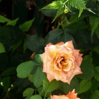 Цветы в нашем палисаде :: Валентин Семчишин