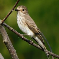 Серая мухоловка :: Лина 