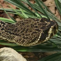 Змея :: <<< Наташа >>>