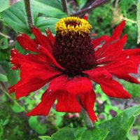 Королева :: Людмила Смородинская Королева :: Людмила Смородинская