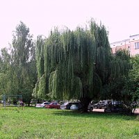 Лето. :: Владимир Драгунский