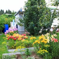 Цветы на даче.Июль2025г :: Александр Щеклеин