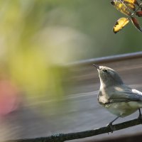 Пеночка-теньковка. :: Владимир Безбородов