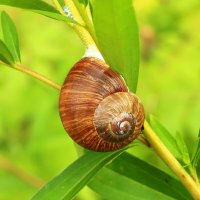 Лето... :: Юрий Моченов