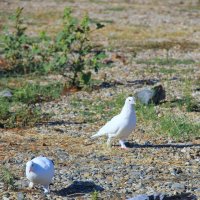 кто здесь??? :: Oksana Verkhoglyad