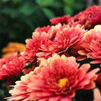 Цветы :: Любимова Ольга 