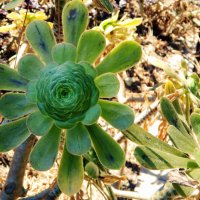 Каменная роза :: Наталья 