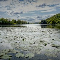"Цветение в конце лета. Затон" :: Владимир Макаров