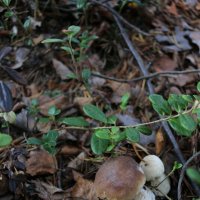 Лесной натюрморт :: Ольга 