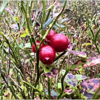 Брусника. :: Валерия Комова Брусника. :: Валерия Комова