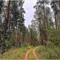 Лес конца августа. :: Валерия Комова Лес конца августа. :: Валерия Комова