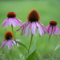 Эхинацея пурпурная :: Александр Синдерёв