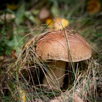 * :: Svetlana Galvez