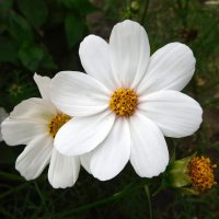 Космея белая :: Наиля Космея белая :: Наиля