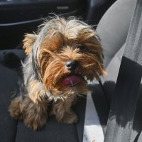 на переднем сидении. Гриша :: Осень 