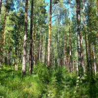 Через хвою луч весёлый :: Hope 